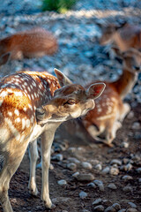 Little deer living in a nature reserve - making family life among deer