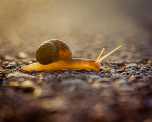 snail in the road at sunset - selective focus