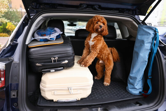 Cute Cavapoo dog with suitcases and other stuff in car trunk
