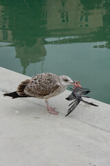 bird eating bird