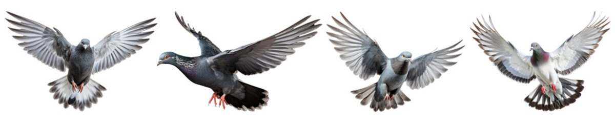 Fototapeta premium Flying bird png cut out element set, transparent background