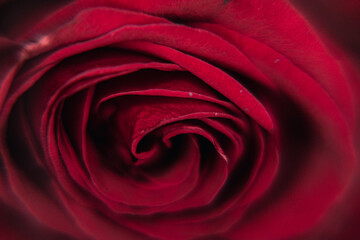 Close-up of a red rose woth tiny whater 
