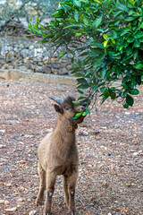 Goat eating from a tree - selective focus