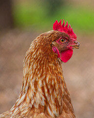 Hen portrait - Farm hen 