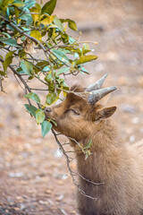 Goat eating from a tree - selective focus