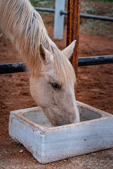 white horse eating in a farm