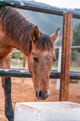 Brown horse eating in a farm