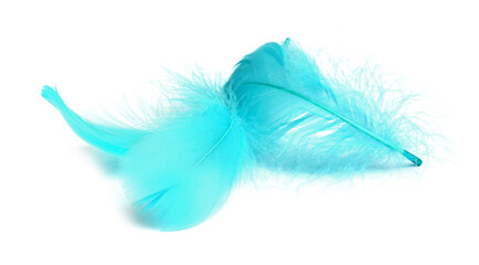 Three fluffy light feathers isolated on white