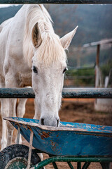 white horse eating in a farm