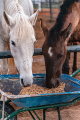Brown and white horses eating in a farm
