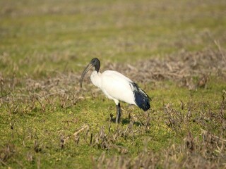 Fototapeta premium African sacred ibis in a grassy field.