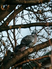 Pigeon on a tree branch with bare twigs.