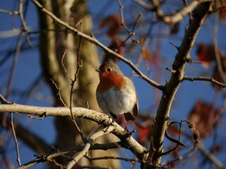 European robin on a tree branch in autumn.