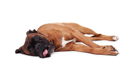 Obraz premium Cute dog lying on white background. Adorable pet
