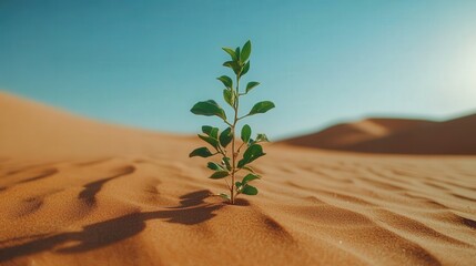 A small plant is growing in the desert
