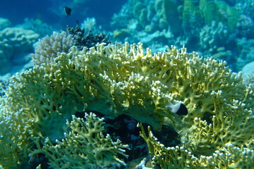 Reticulated fire coral or ramified fire coral (Millepora dichotoma) undersea, Red Sea, Egypt, Sharm...