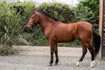 Fototapeta premium foto de caballo pura sangre 