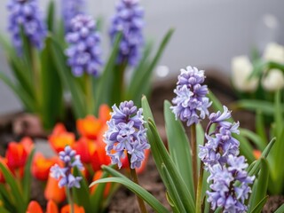 Fototapeta premium Close-up of a vibrant early spring hyacinth bulb on a smooth grey surface, background, gardening, botanical