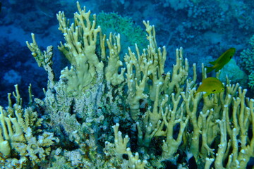 Reticulated fire coral or ramified fire coral (Millepora dichotoma) undersea, Red Sea, Egypt, Sharm El Sheikh, Montazah Bay