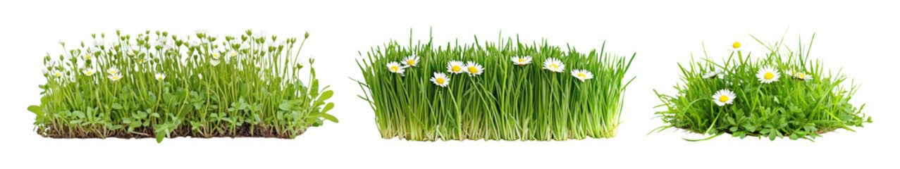 PNG Photo of grass bush with white flower, element set on transparent background
