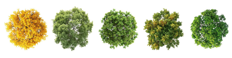 Fototapeta premium PNG Tree top perspective, element set on transparent background