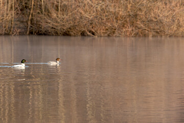 Ein Pärchen Gänsesäger ,das Weibchen schwimmt vor dem Männchen auf dem See, das Ufer nicht weit entfernt