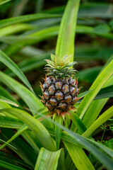 pineapple ripening on a plantation, background for tropical fruit concept