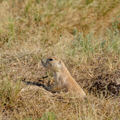 prairie, dog