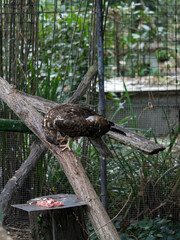 Honey kite (Pernis apivorus) eating meet