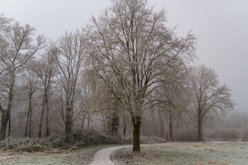 Frost und Nebel am See