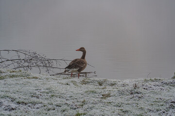 Frost und Nebel am See
