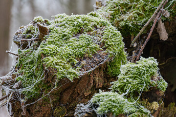 Frost und Nebel am See