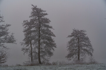 Frost und Nebel am See