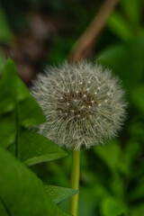 Diente de leon en el jardin