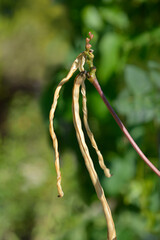Catjang cowpea seed pods