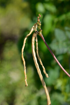 Catjang cowpea seed pods