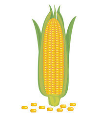 Obraz premium isolated fresh corn on white background vector design