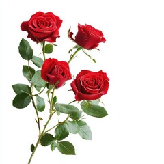 Naklejka premium A bouquet of four red roses is displayed on a white background