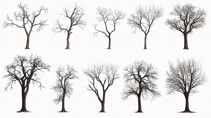 Obraz premium Intricate Patterns of Dead Trees with Unique Branch Structures