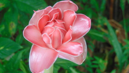 Une fleur tropicale rose