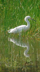 Une aigrette blanche se reflète dans le lac