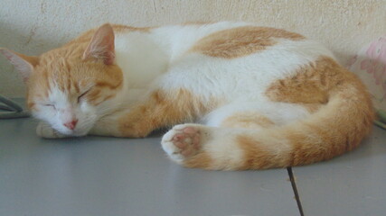 Un beau chat fait la sieste