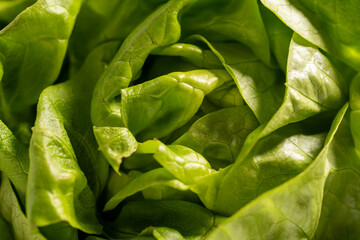 green leaf background,Fresh green Lettuce salad isolated on white background
