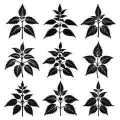 Stinging Nettle Silhouette Vector Illustration