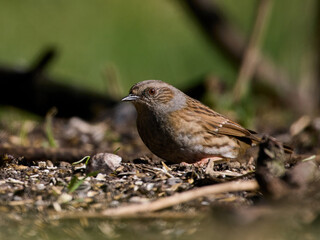 Dunnock (Prunella modularis)