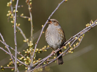 Dunnock (Prunella modularis)