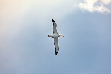 Albatross in the Antarctic	