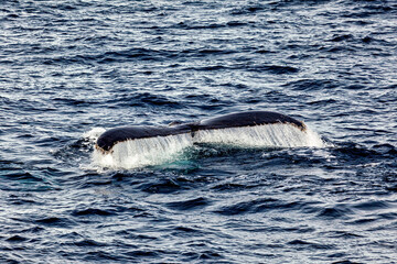 Whale Watching of Humpback whales in the Antarctic area	