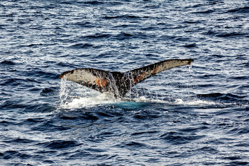 Fototapeta premium Whale Watching of Humpback whales in the Antarctic area 