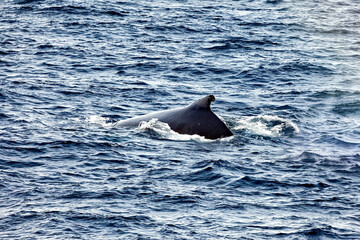 Whale Watching of Humpback whales in the Antarctic area	